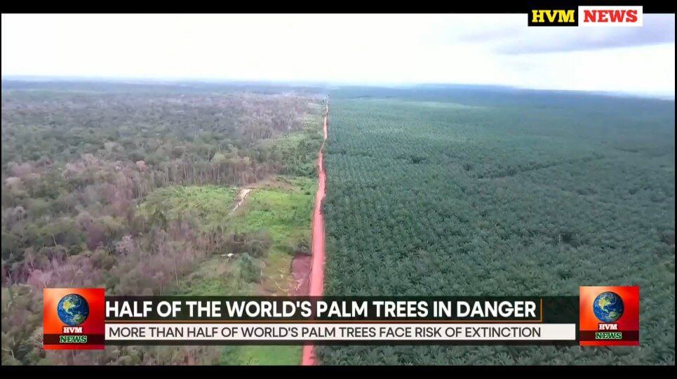 half of the worlds palm tree in danger