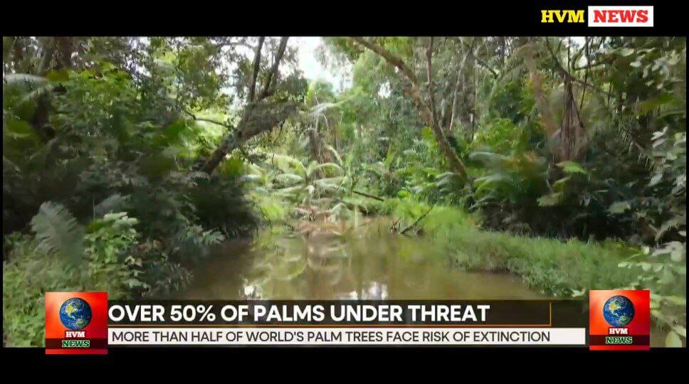 over 50% of palms under threat