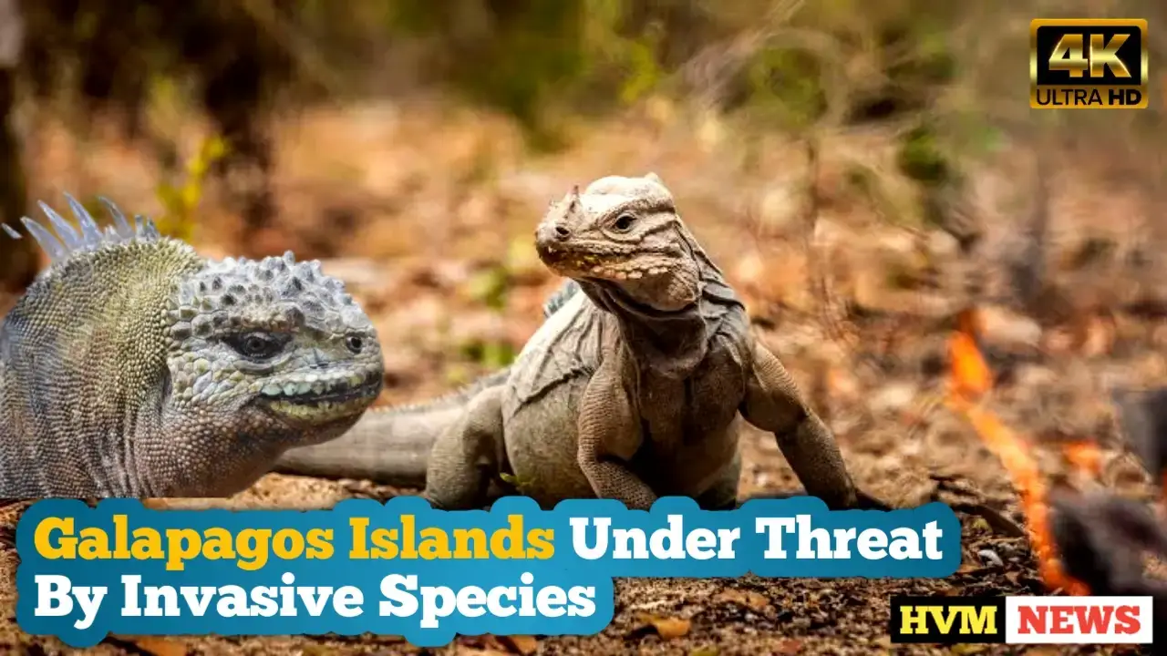 Galapagos Islands Under Threat By Invasive Species