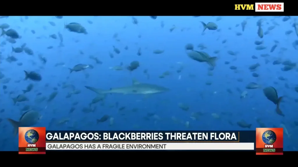 GALAPAGOS: BLACKBERRIES THREATEN FLORA