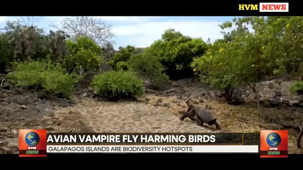 AVIAN VAMPIRE FLY HARMING BIRDS