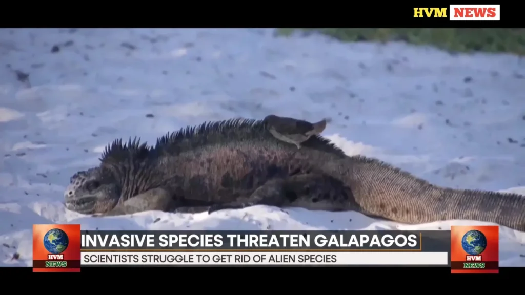 INVASIVE SPECIES THREATEN GALAPAGOS 