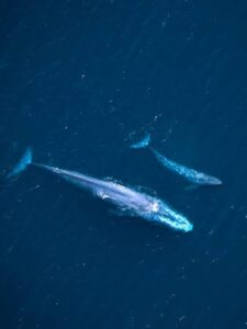 New Technology To Save Endangered Whales