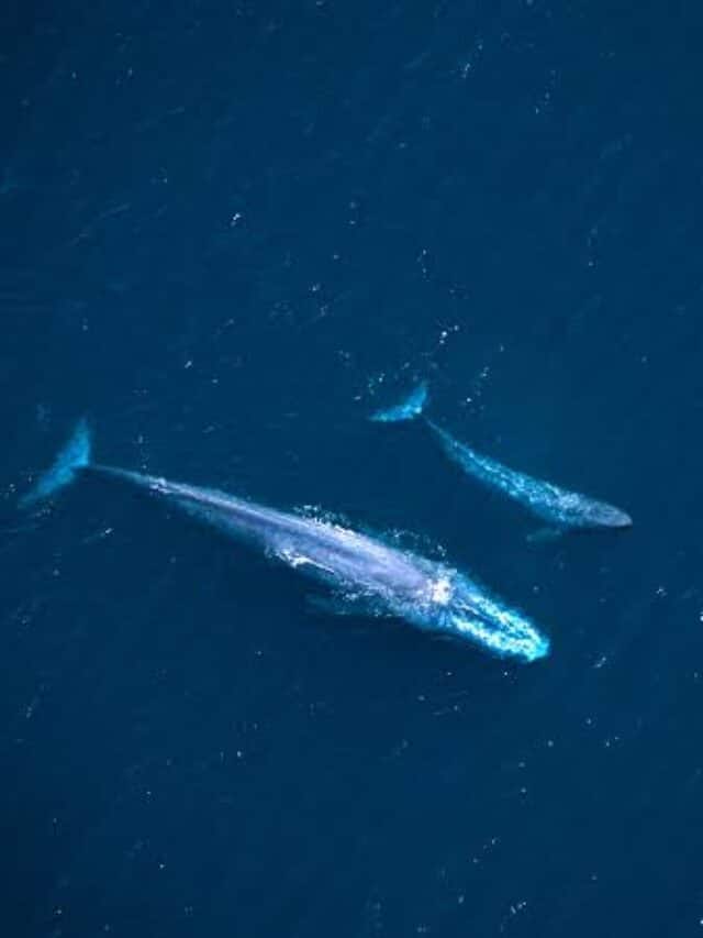 New Technology To Save Endangered Whales