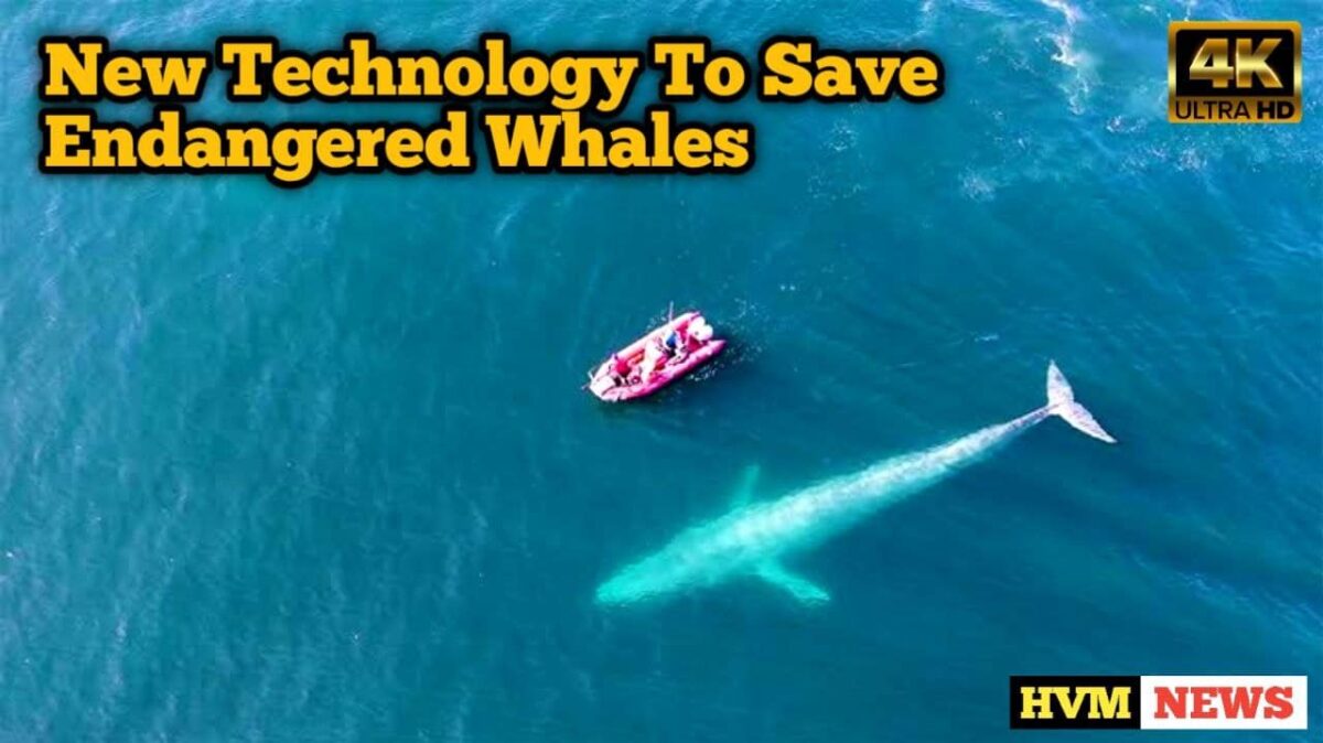 New Technology To Save Endangered Whales