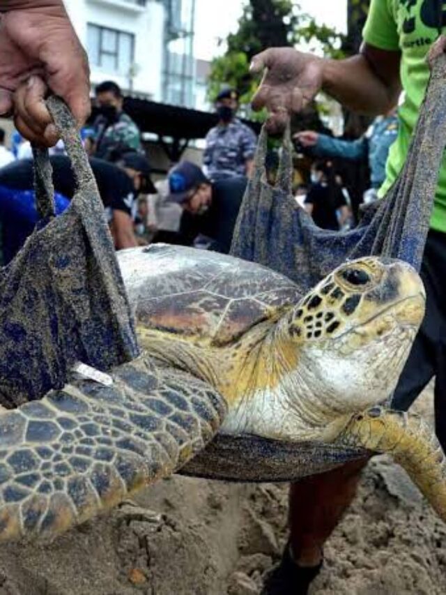 Poaching Threatens Turtles Species