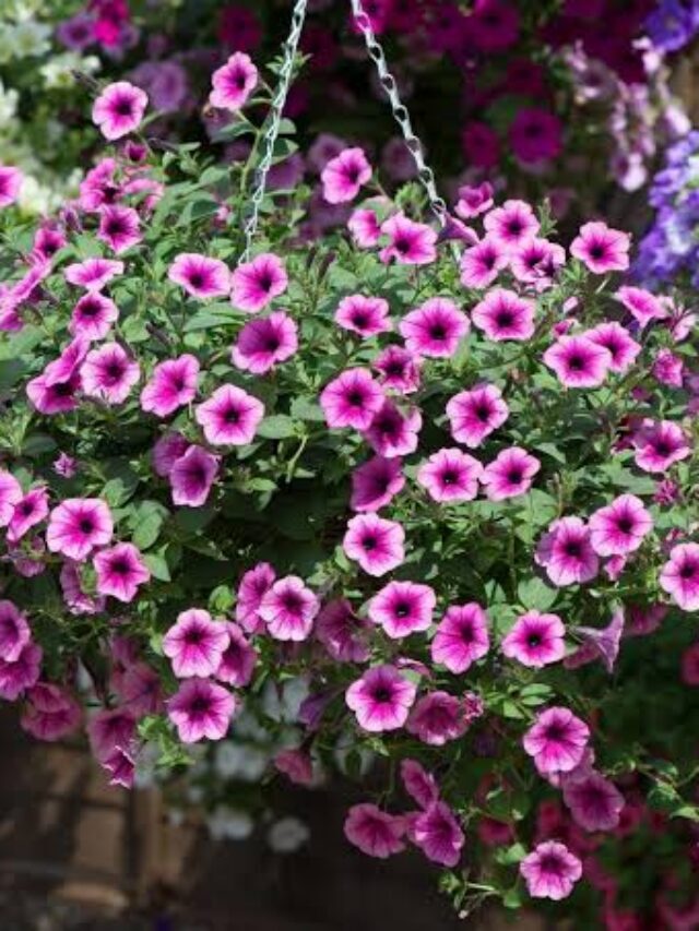 Plants have been forced To Quickly Adapt