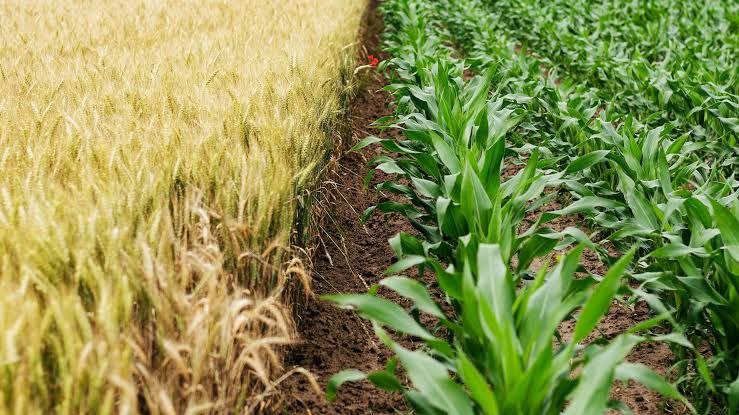 US farmers practice regenerative agriculture