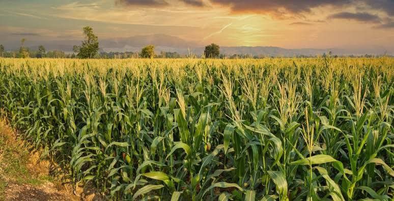 US farmers practice regenerative agriculture
