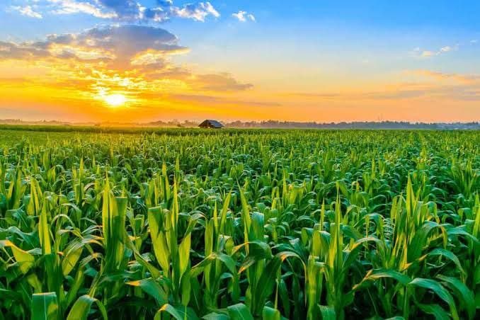 US farmers practice regenerative agriculture