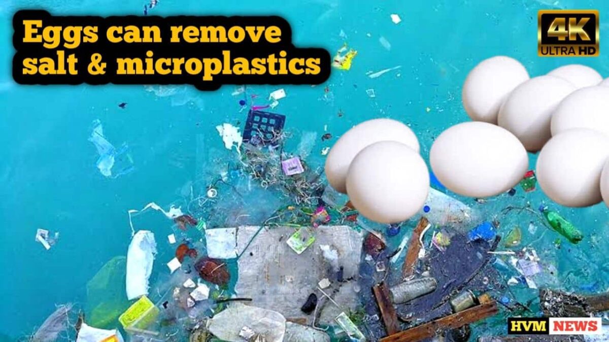 Researchers have discovered that, egg whites can be used to remove salt and microplastics from seawater. Scientists tested different ingredients on bread recipes mixed with carbon, and saw that the protein in egg whites created the perfect structure for filtration. the egg whites were then converted into a type of airgel . Which is a lightweight and porous material, that can be used in water filtration energy storage, and thermal insulation. the researcher said that when egg whites are freeze-dried and heated in an environment without oxygen, they create a structure of interconnected strands of carbon fibers and sheets of graphene. the resulting material can remove salt and microplastics from seawater with up to 99 efficiency. The filtration process requires only gravity and has no water wastage, compared to reverse osmosis. Which requires more energy important excess water for operation . scientists said that activated carbon is one of the cheapest materials used for water purification. but the new filter is much better. researchers are now focused on refining the filtration process. so it can be used in water purification on a larger scale.