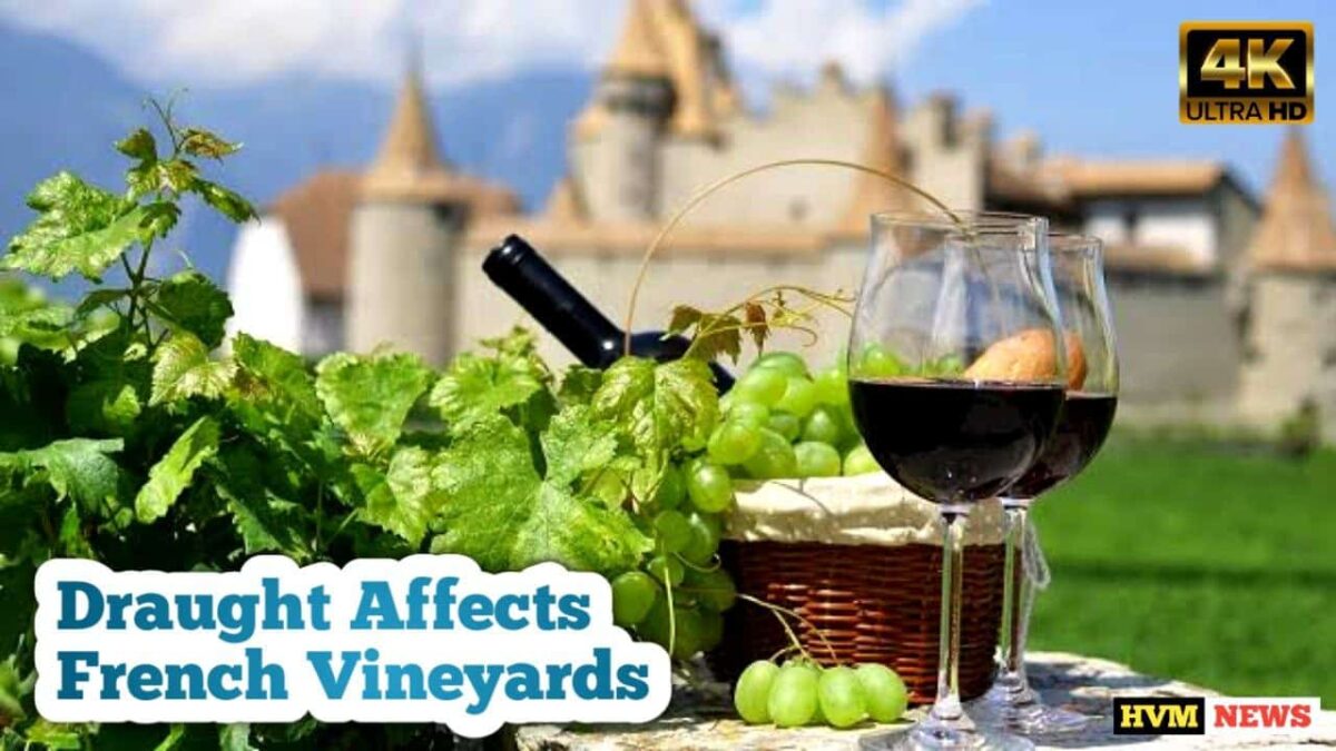 Draught Affects French Vineyards