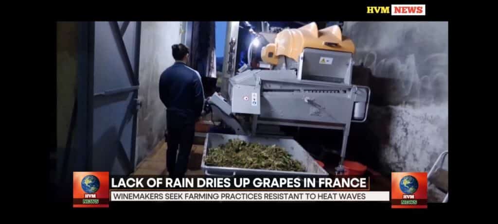 LACK OF RAIN DRIES UP GRAPES IN FRANCE