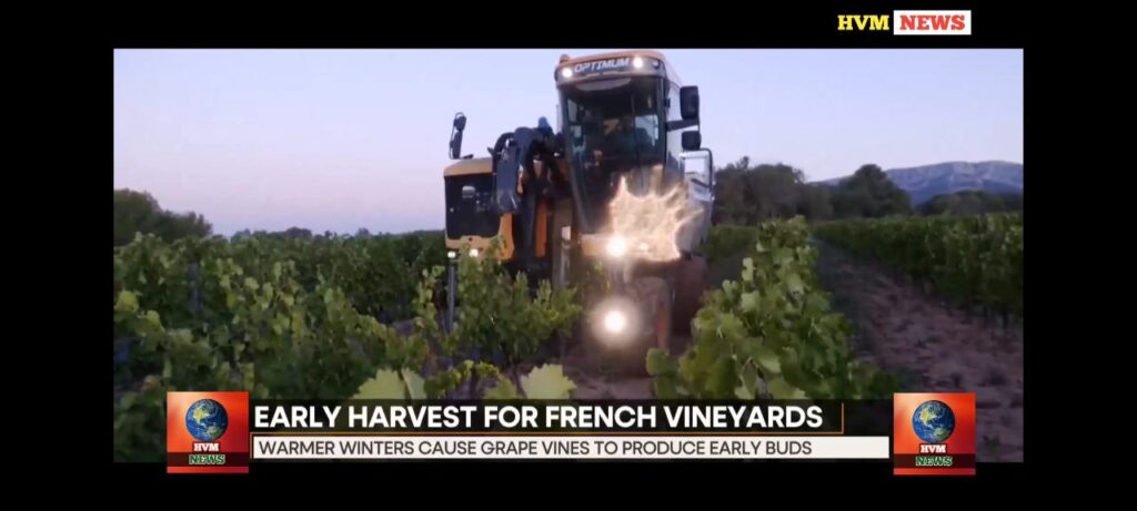 EARLY HARVEST FOR FRENCH VINEYARDS