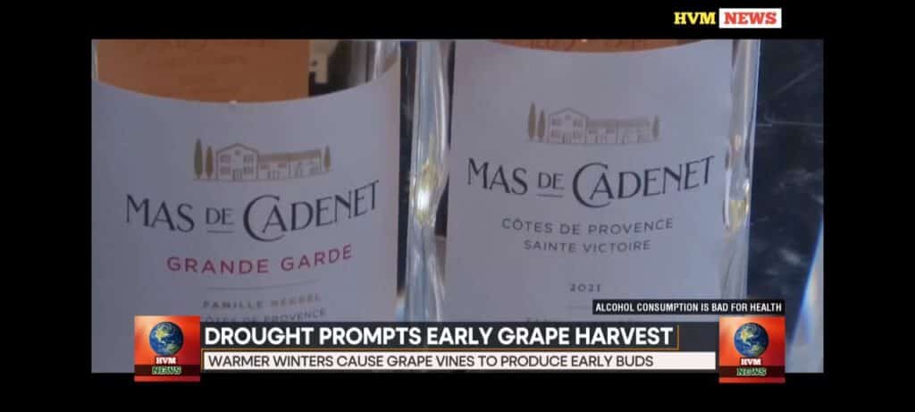 DROUGHT PROMPTS EARLY GRAPE HARVEST