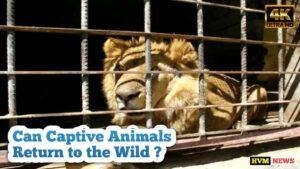 CAPTIVE ANIMALS