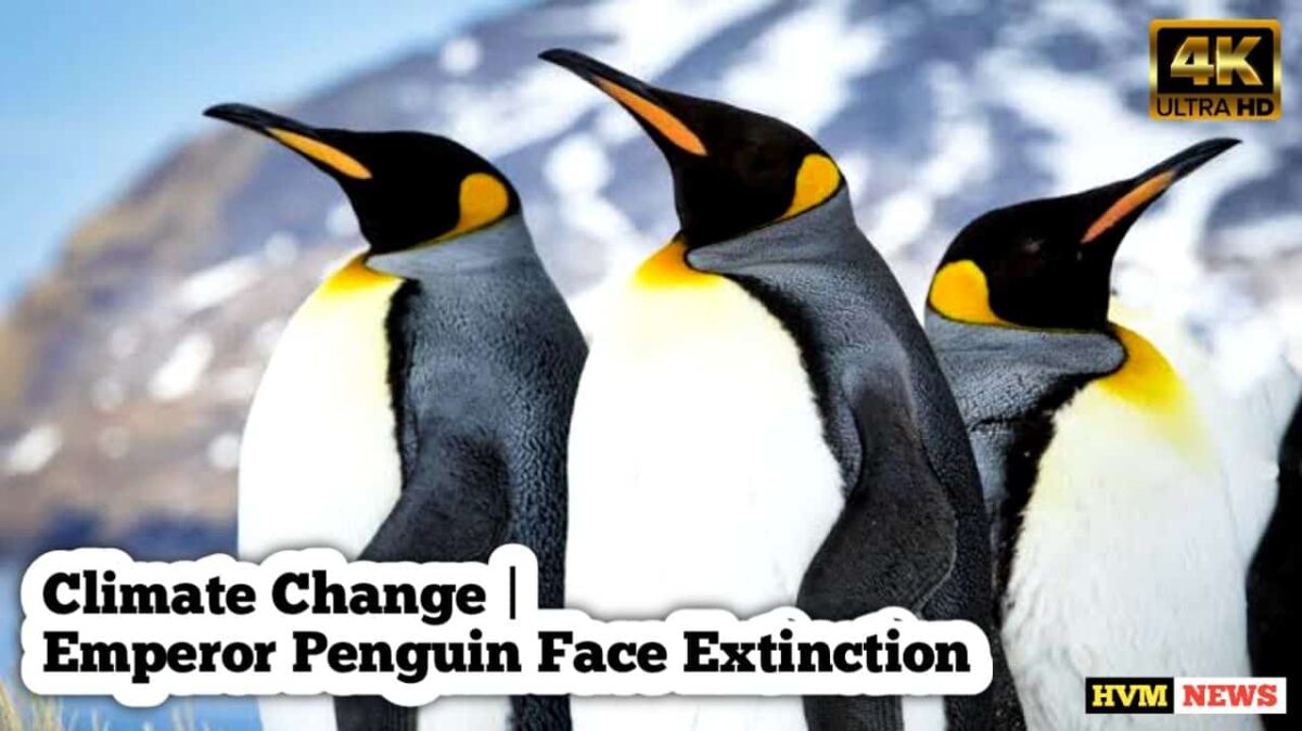 Emperor Penguin Face Extinction