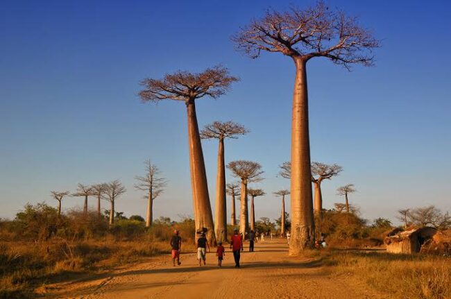 Baobab Tree