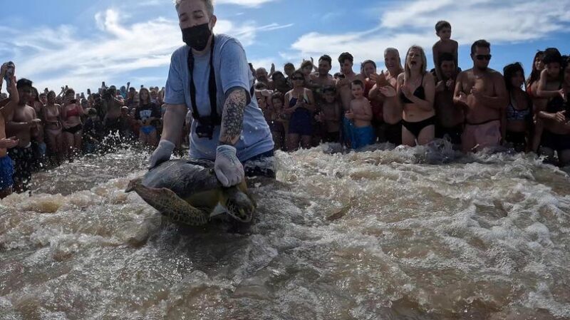 Homecoming Of Rescued Sea Turtles To Ocean