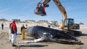 Humpback Whale Washes Ashore In U.S.