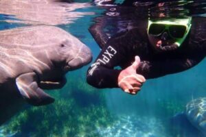 Hungry Manatees Starving To Death In Florida