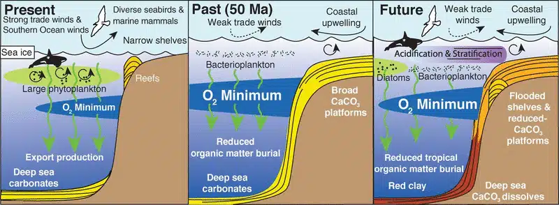 Global marine plankton populations were altered by cooling throughout the late Cenozoic.