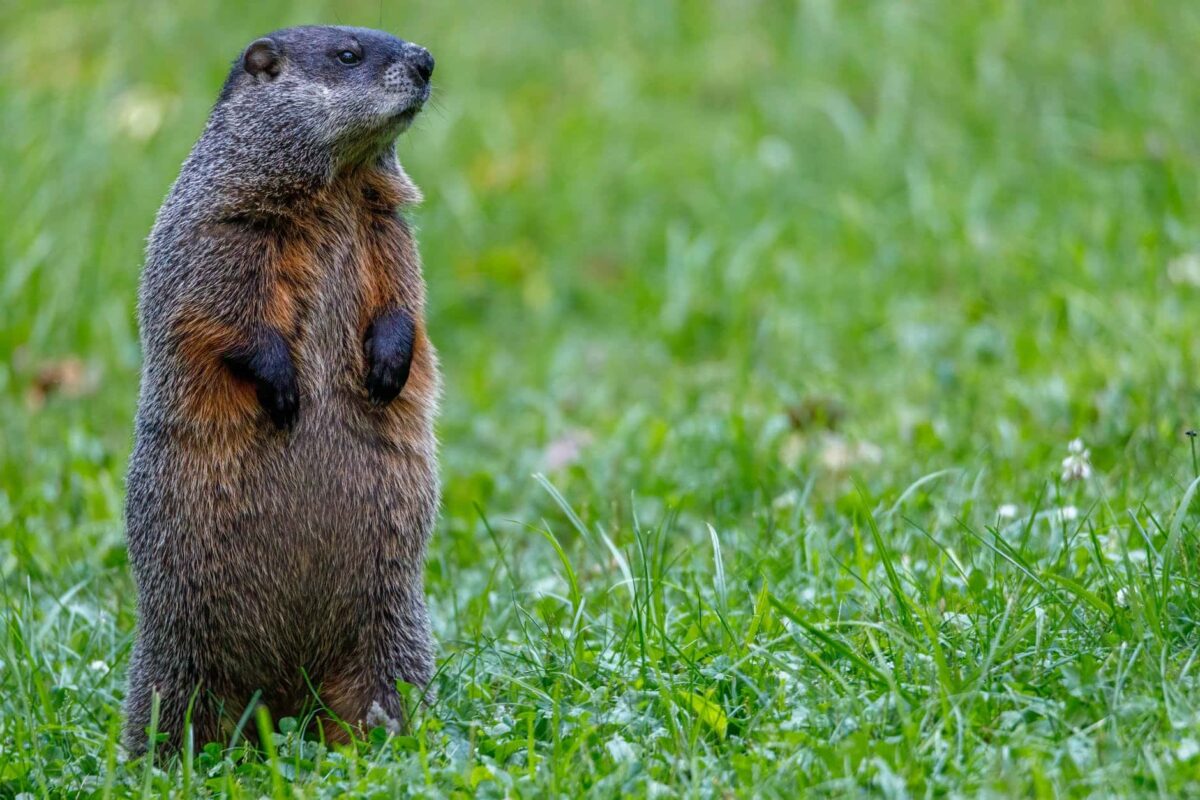 Local Marmot To Forecast Whether There Will Be Another Winter