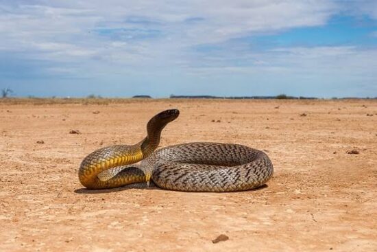 Australia's Wildlife In Danger