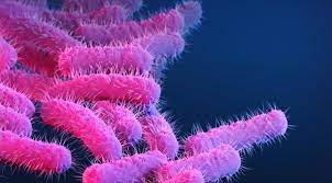 What is Shigella, the bacteria that the CDC is warning about as it becomes more and more drug-resistant?