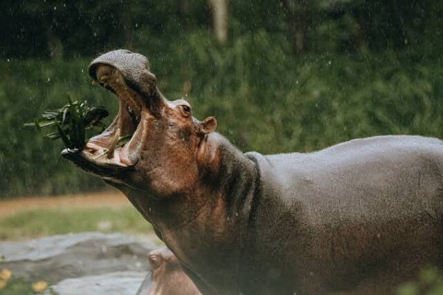 Colombia to send hippos to India, Mexico