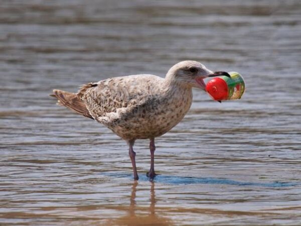 Scientists Find New Disease In Wild Birds