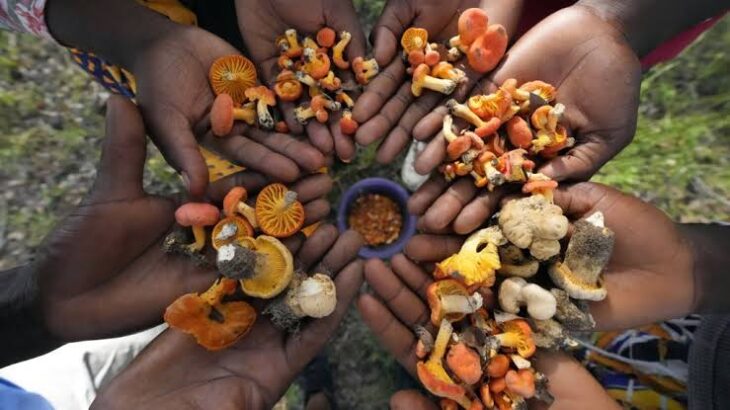 Mushroom Boom In Zimbabwe